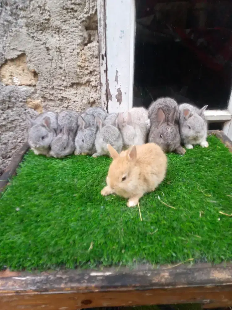 Kelinci Netherland dwarf chinchilla