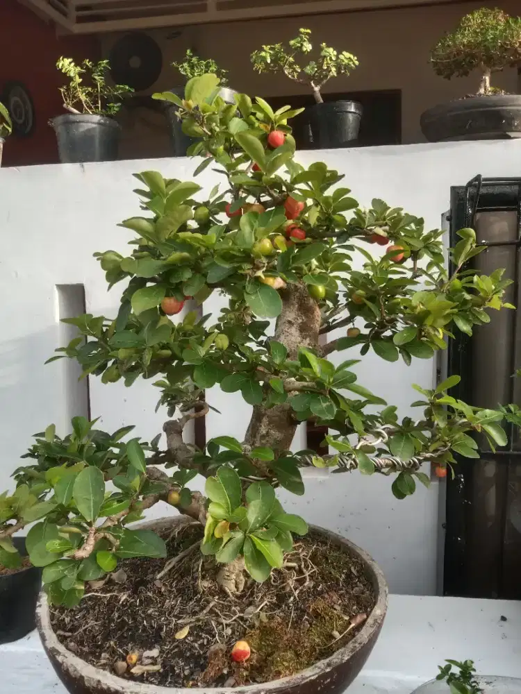 Sianci Bonsai sdh siap dan berbuah