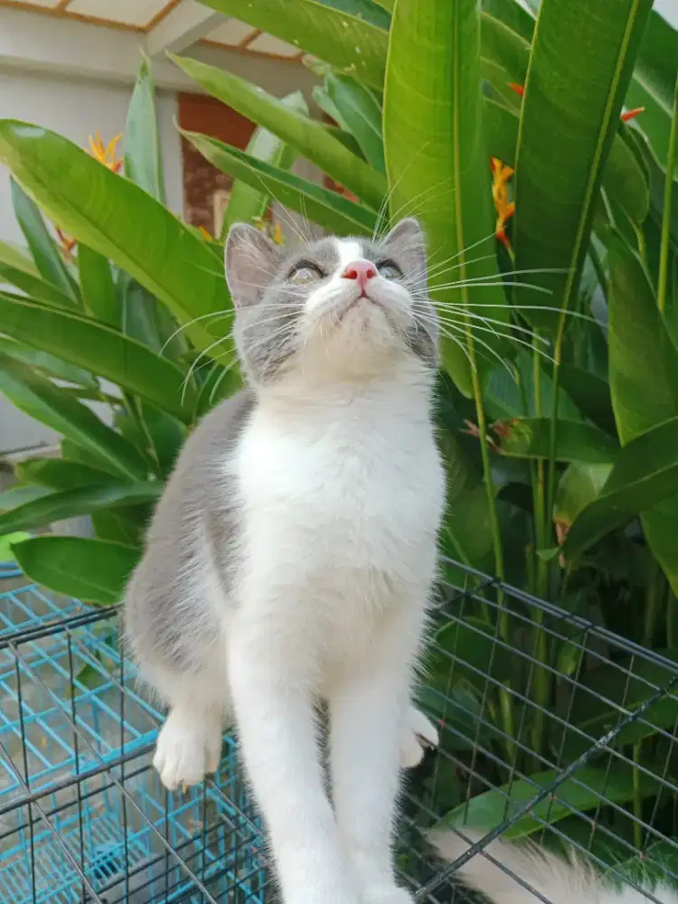 Kucing BSH be colour Betina