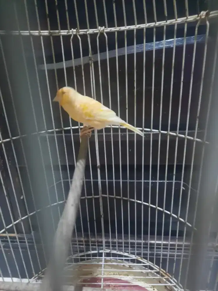 Burung murai dan kenari