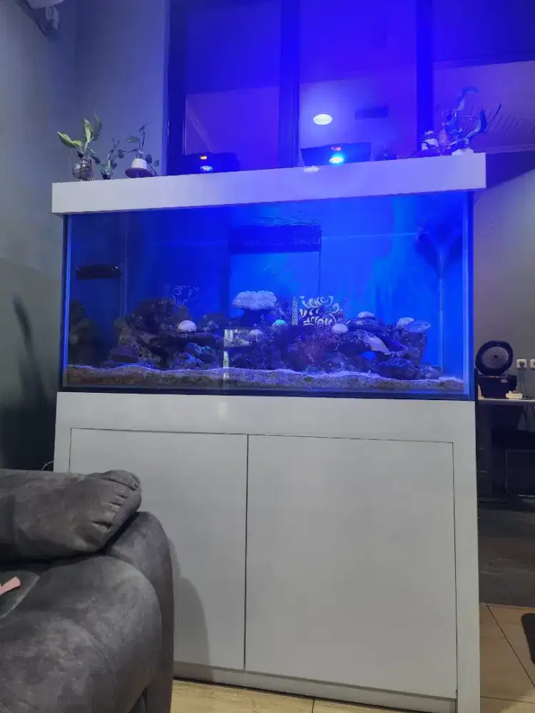 Aquarium orang kaya take all anggap beli baru jual rugi