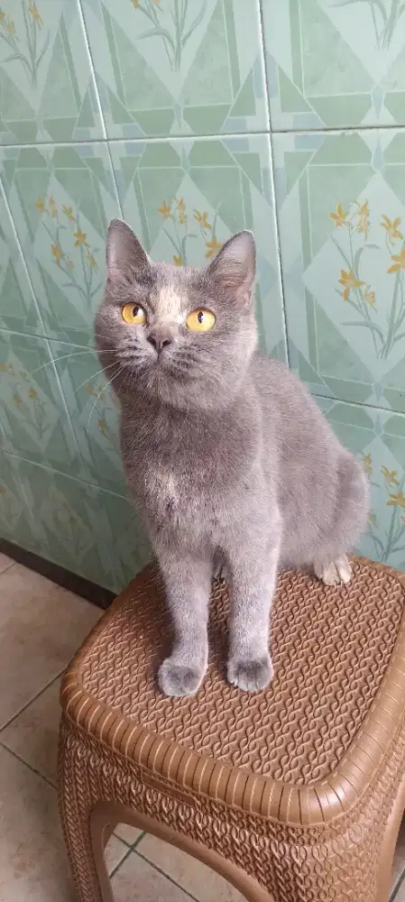 Kucing BSH betina deltasari waru