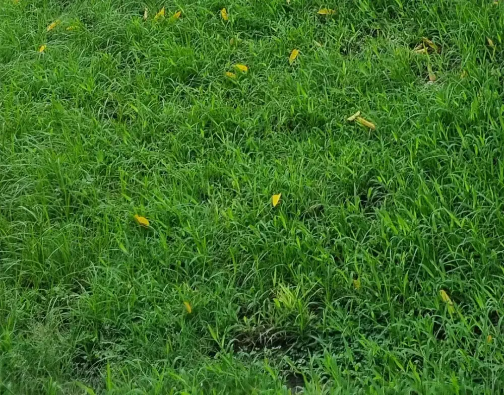 Pembantu rumah tangga