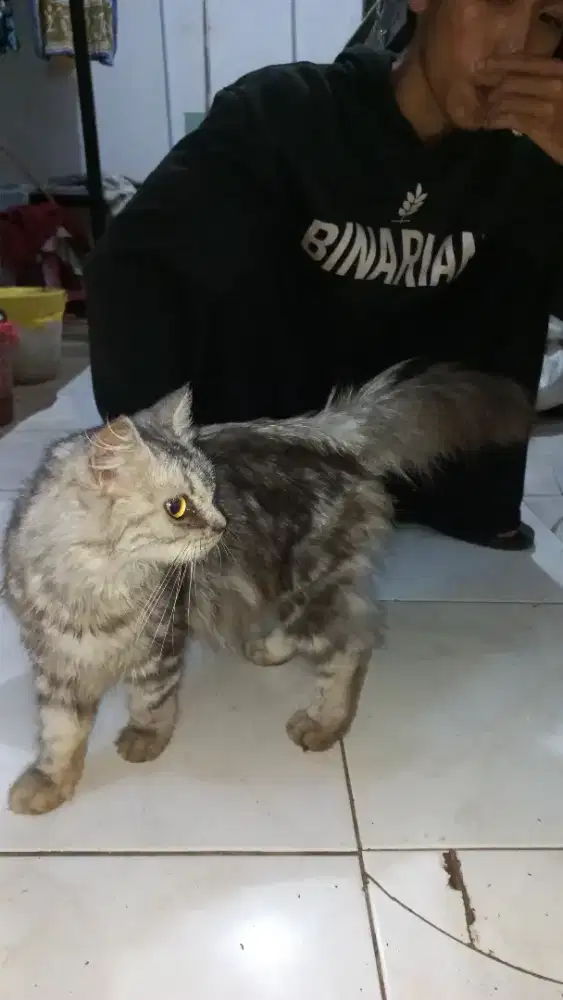 kucing anggora persia