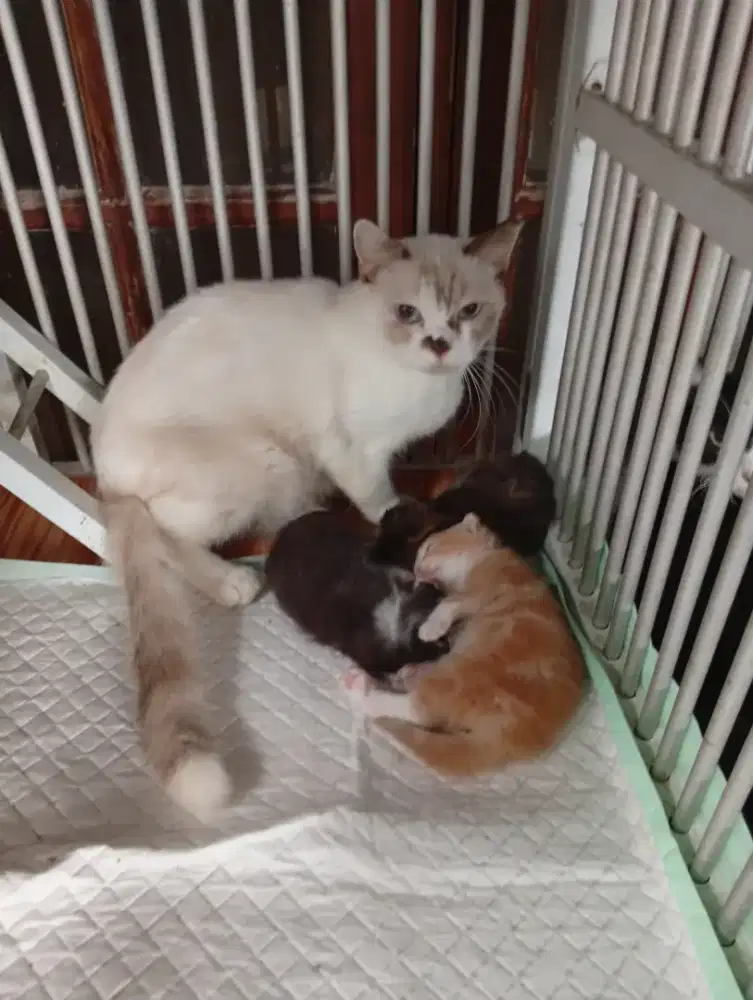 KUCING MUNCHKIN NON STANDAR 3 BABY