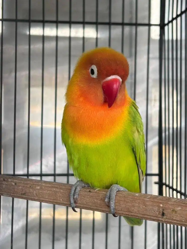 Lovebird jantan pasjo