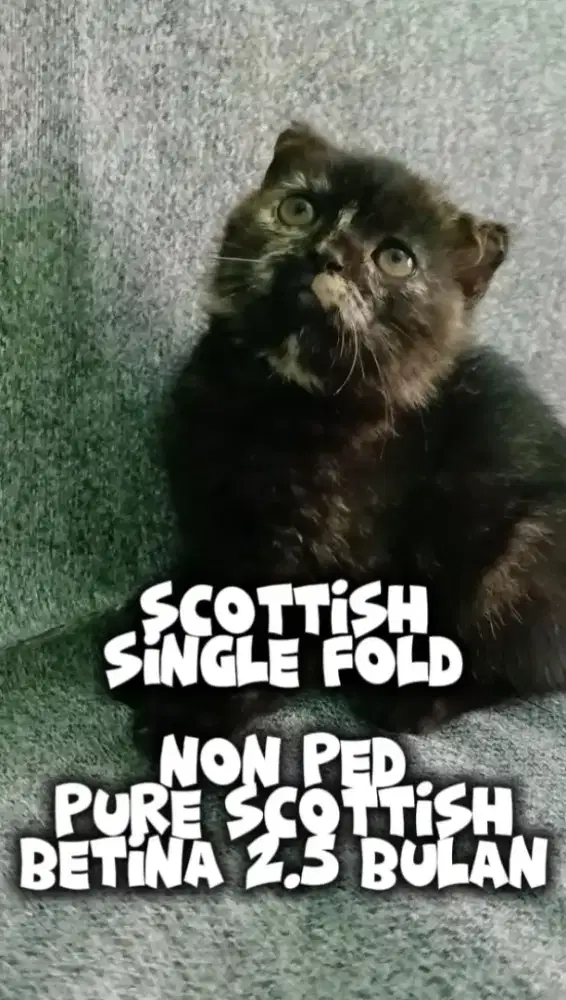Kucing Betina SCOTTISH Single Fold PURE 2.5 bulan