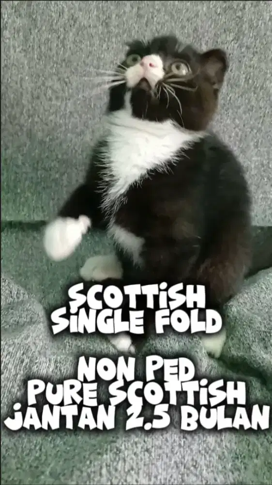 Kucing Jantan SCOTTISH SINGLE FOLD PURE 2.5bln