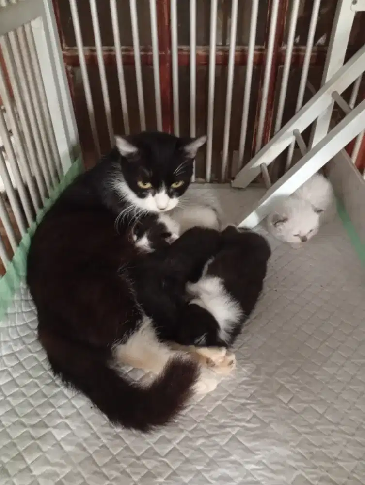 KUCING MUNCHKIN STANDAR WITH 4 ANAKNYA