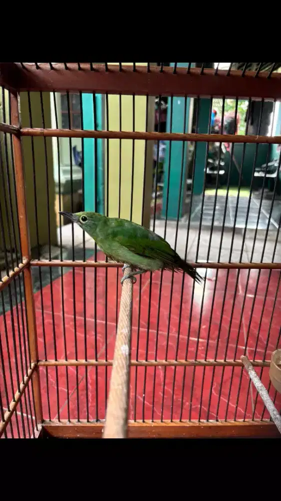 Burung Pemakan Pisang