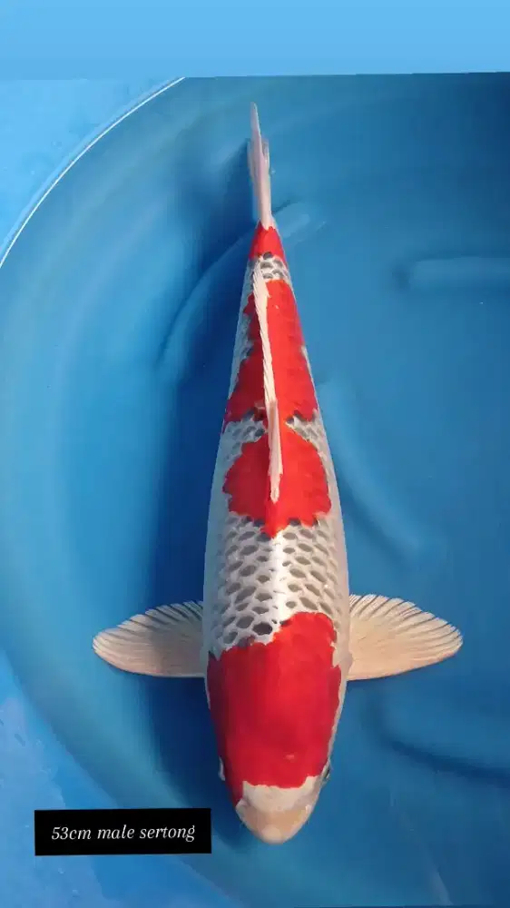 Koi kujaku 53cm male