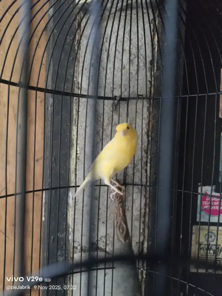 Kenari rajin sama kandang