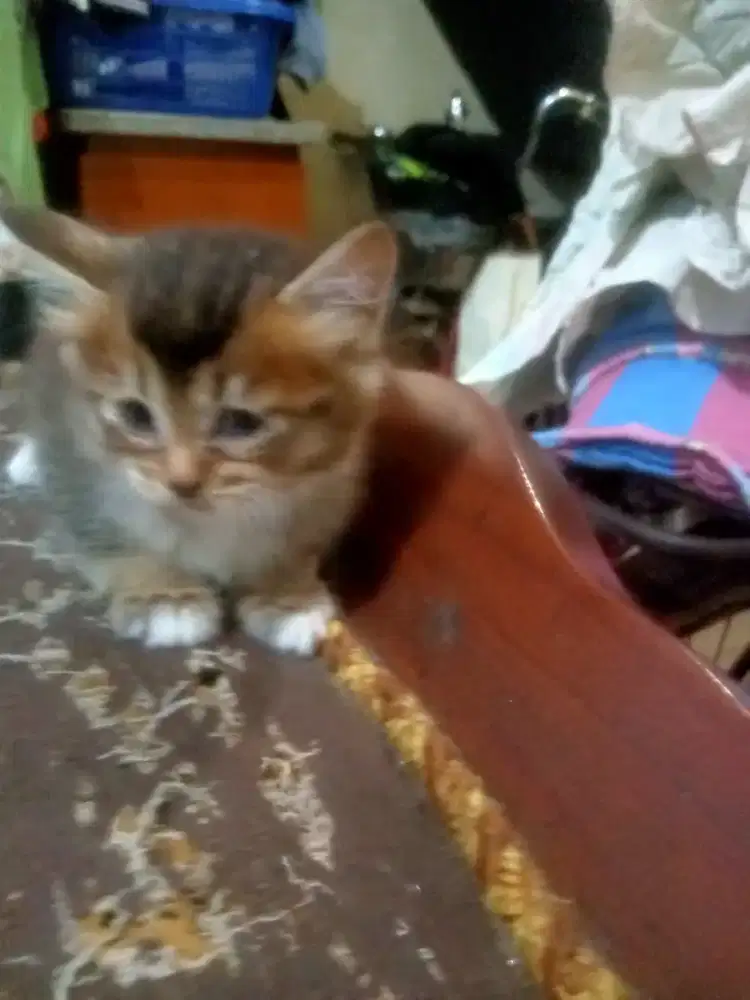 Anak kucing Persia Himalaya mix jantan
