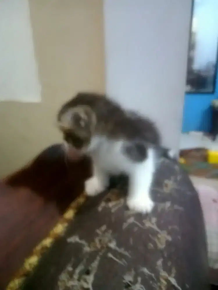 Anak kucing Persia Himalaya Mix jantan