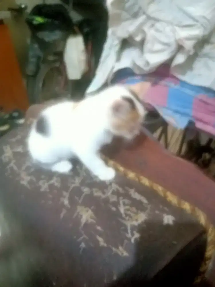 Anak kucing Persia Himalaya Mix Betina