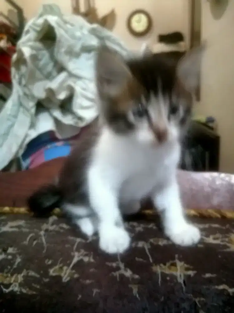 Anak kucing Persia Himalaya Mix Jantan