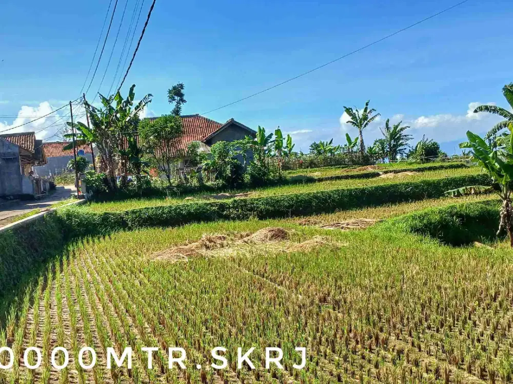 Dijual tanah sawah luas subur pinggir jalan panen bagus view keren
