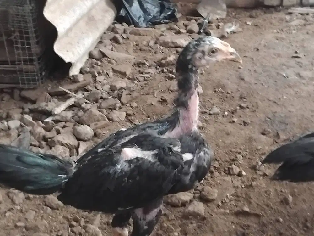 Ayam bangkok 2 bulan