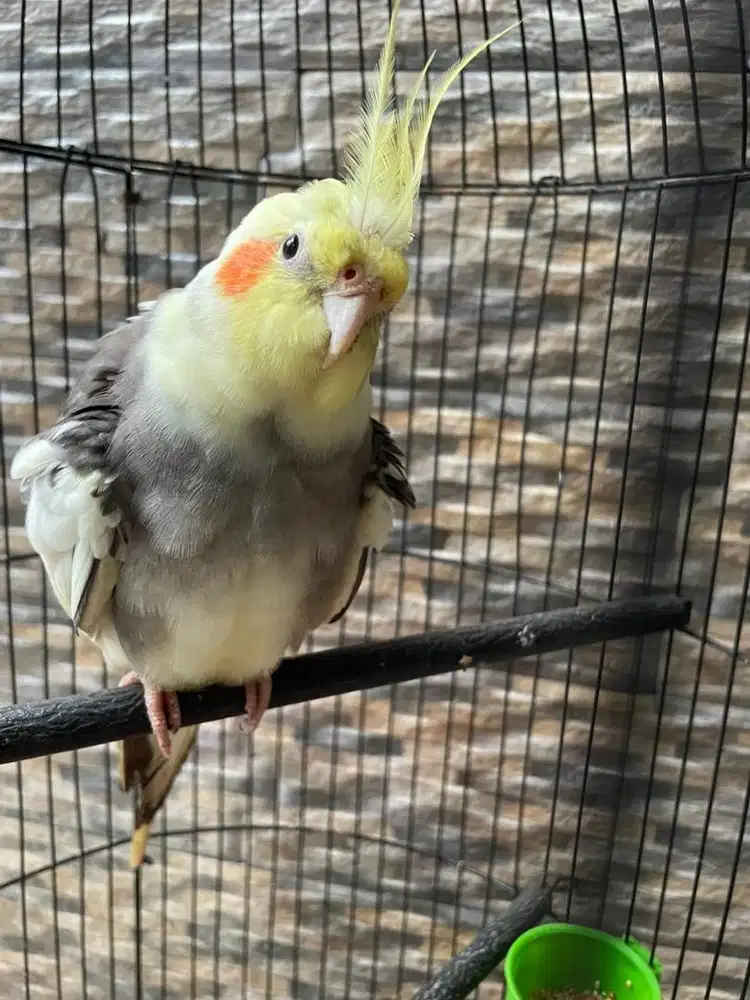 falk parkit australia jantan