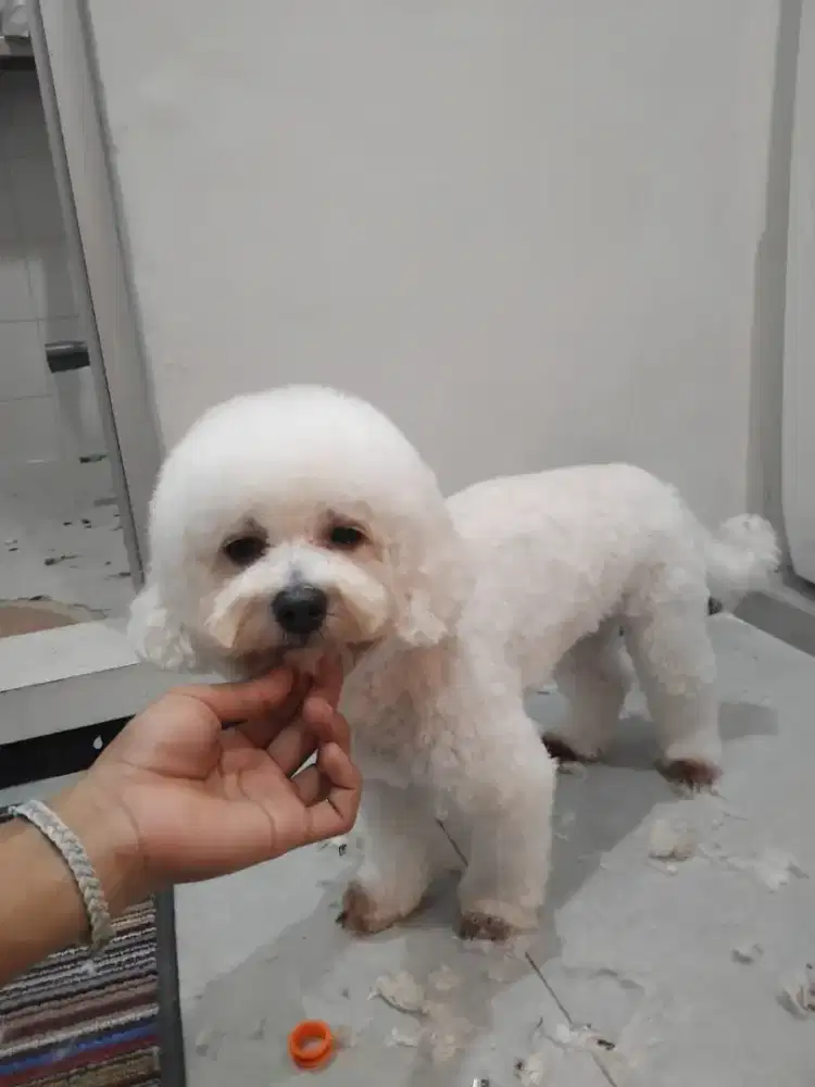 Lowongan kerja asisten Groomer