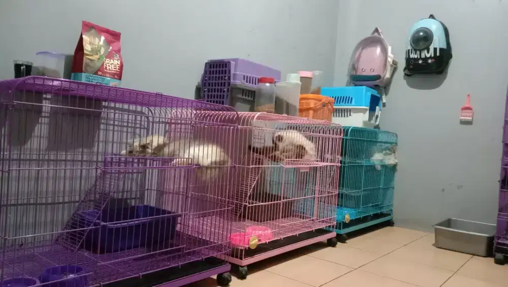 Pet Hotel / Penitipan Kucing