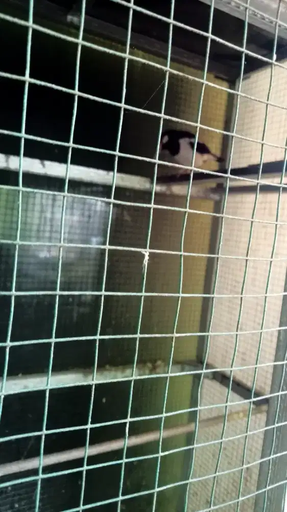 jalak suren sepasang