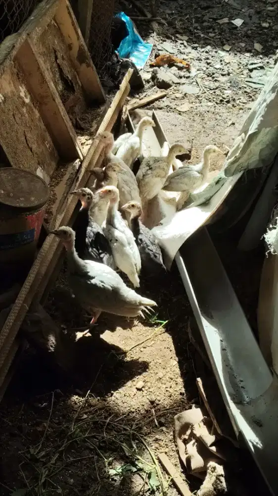 Anak kalkun ayam kalkun