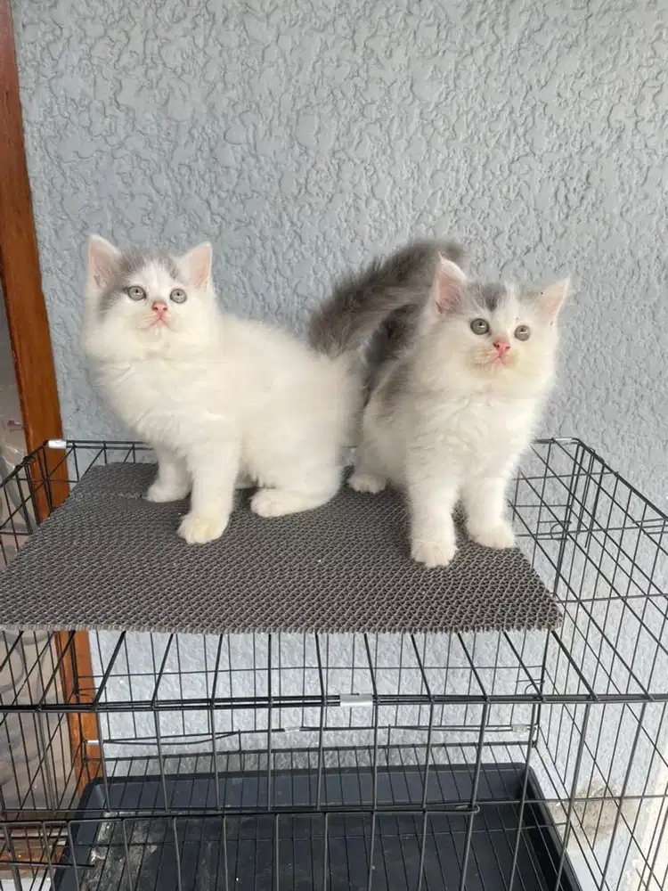 Kucing persia medium