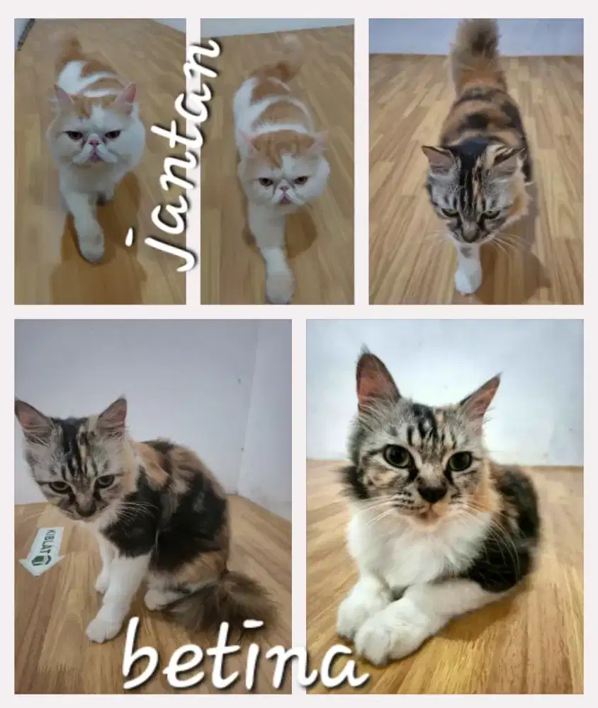 Sepasang persia jantan peaknose dan betina