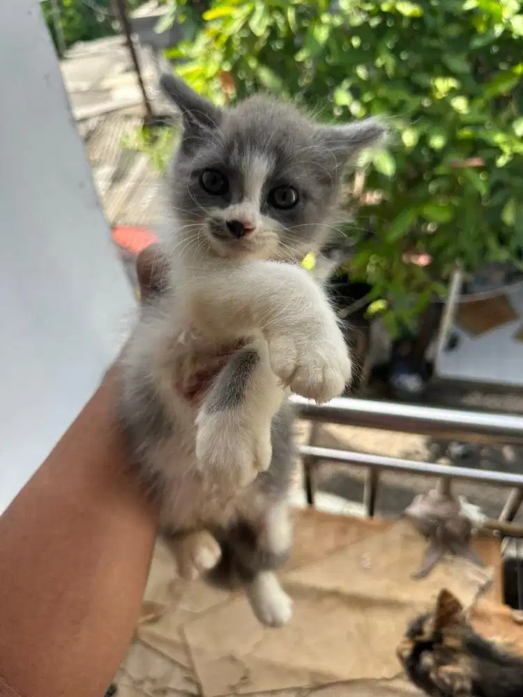 Open adop Anak kucing persia warna abu, sehat dan gembul, jantan
