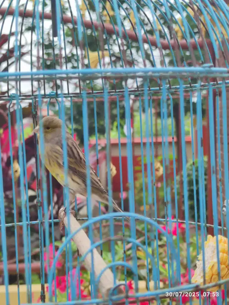 Kenari Betina F1 x AFS RING Ternakan