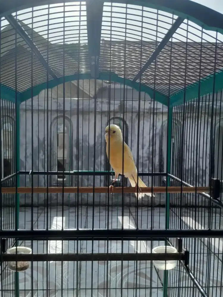Kenari dan sangkar