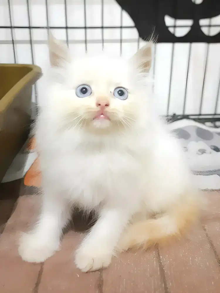 Kucing persia jantan