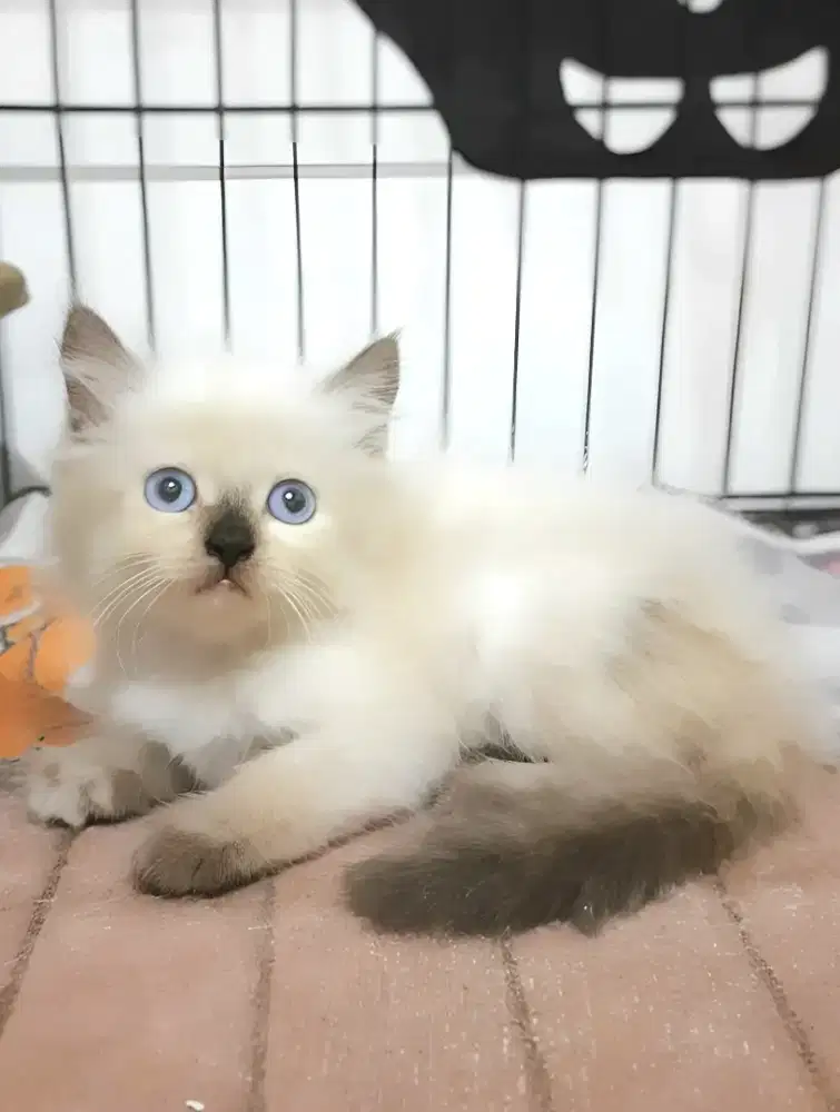 Kucing himalaya betina