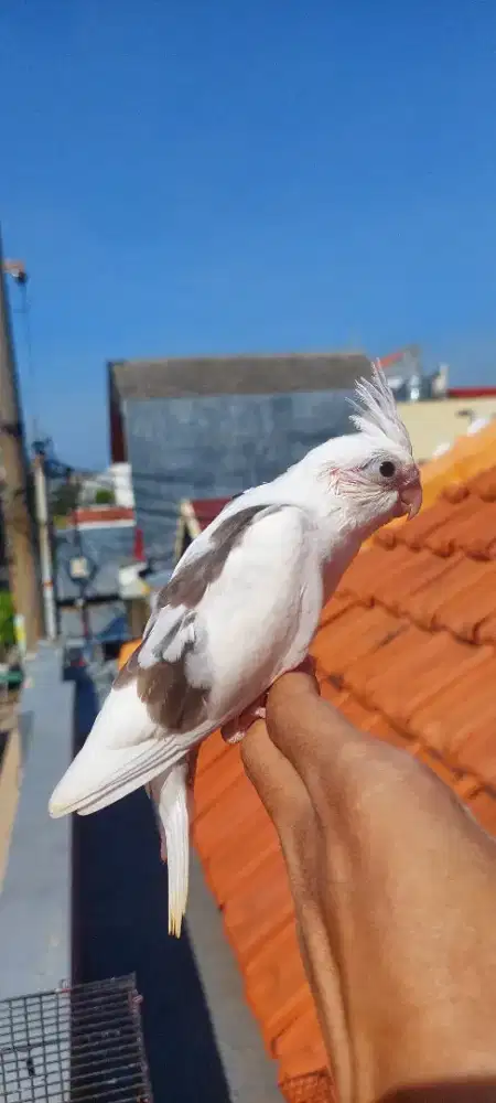 Falk/parkit Australia jinak respon spet