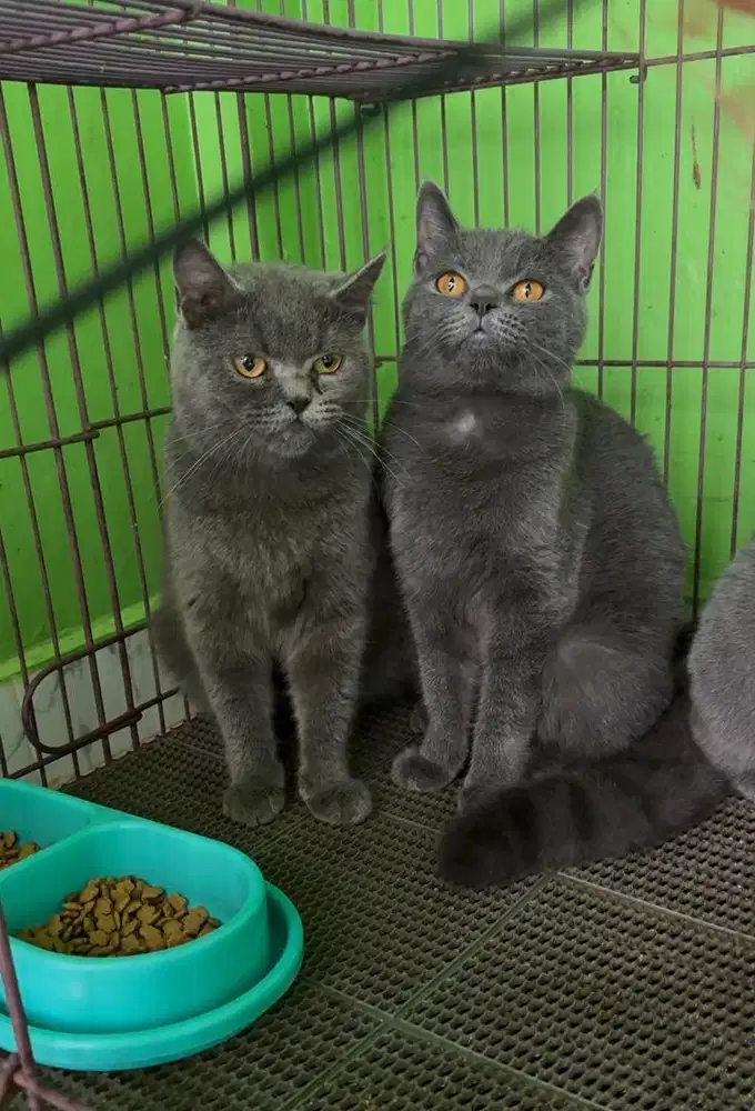 British shorthair betina