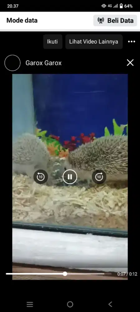 Landak mini spsang jinak