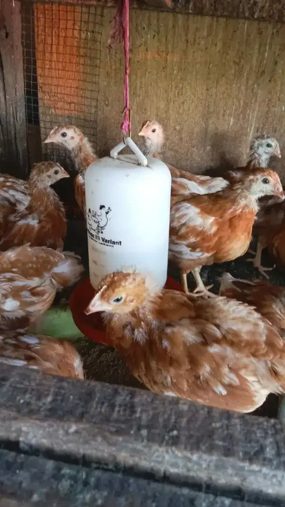 Ayam petelur usia 3bulan