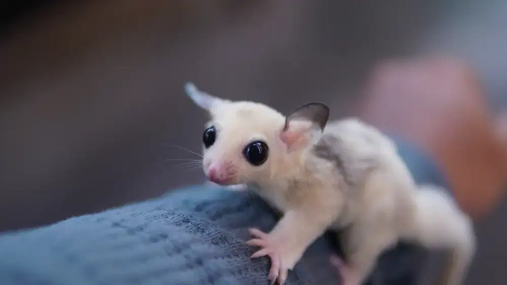 Sugar glider platinum mosaic