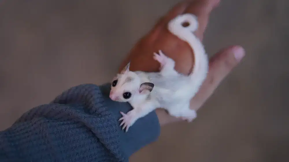 Sugar glider platinum mosaic