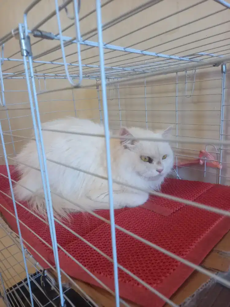 PERSIA ANGGORA BIG BONE