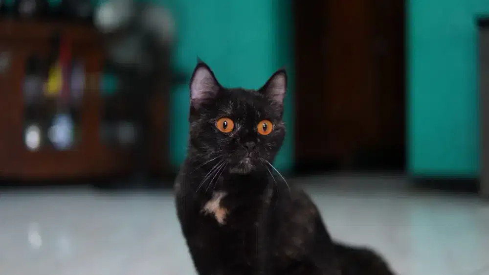 British short hair BSH betina