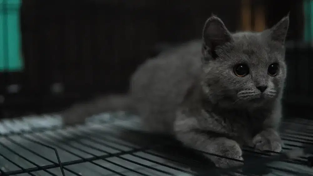 British short hair BSH betina