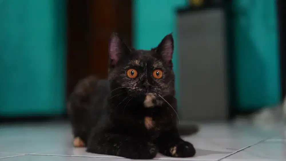 British short hair BSH betina