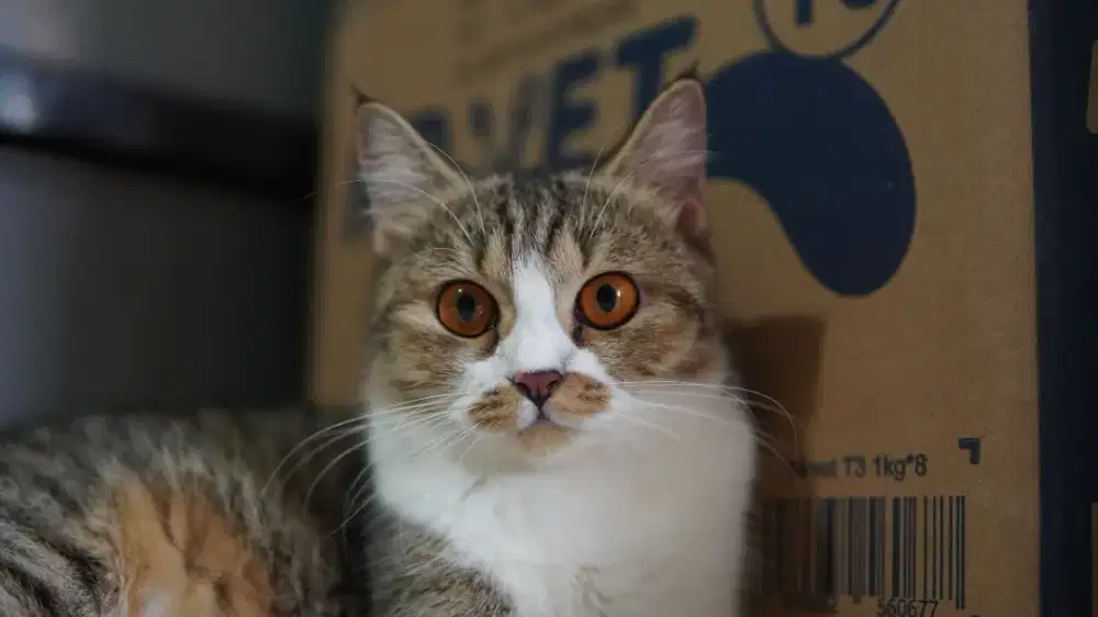 Scottish straight betina