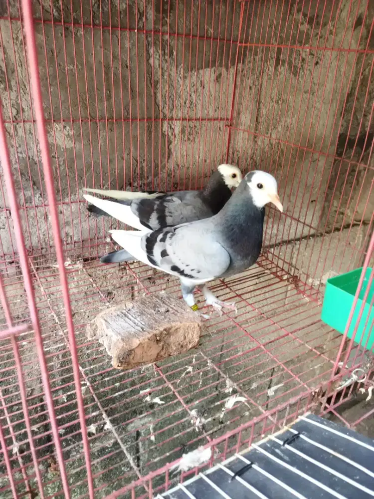 Sepasang anak plontang jembros