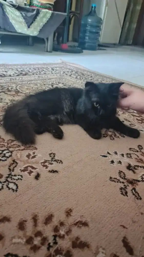 Domestic Long Hair Black on Grey Cat