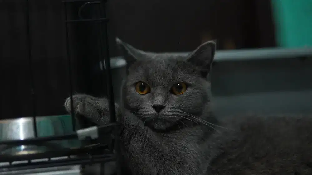 British short hair BSH betina