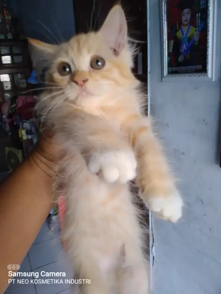 Kitten betina  5 bulan