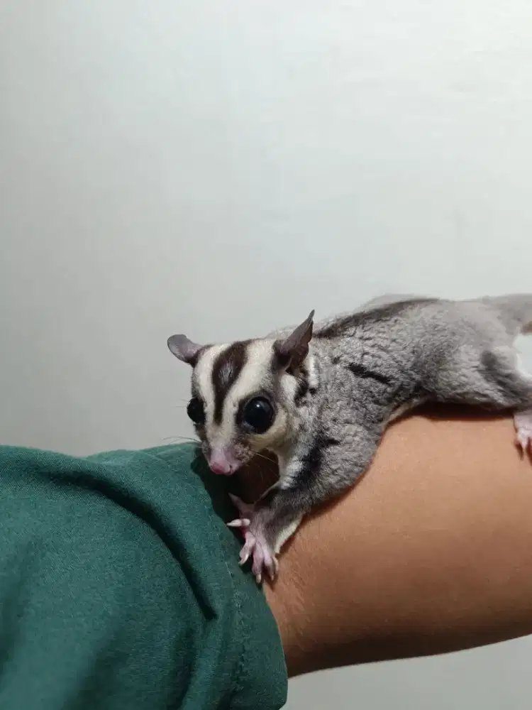 Sugar glider cg joey jantan jinak total no crabing tuker tambah barter